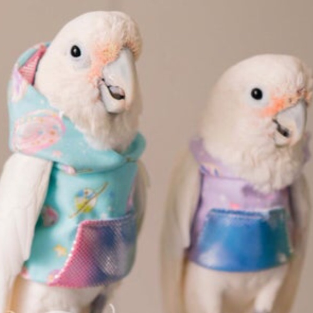 Meet your Posher, Nena